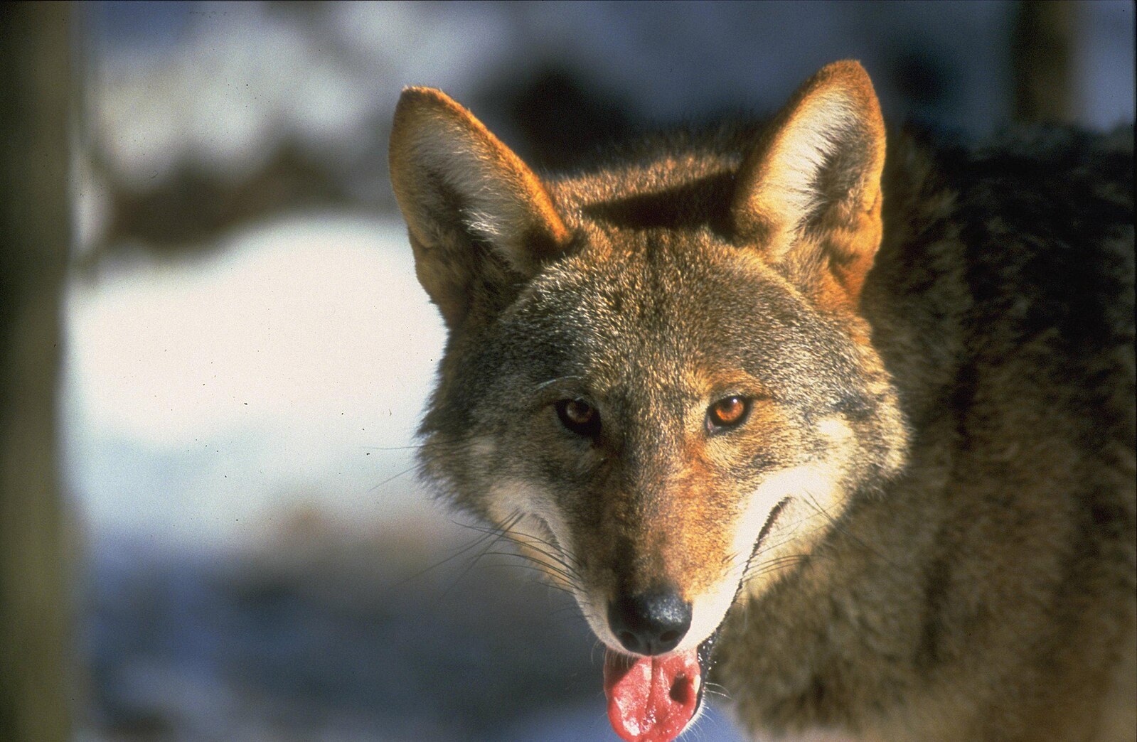 Image of a Red Wolf with its tongue out.